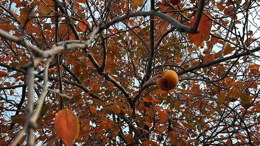 Almanya'da gördü Samsun'daki bahçesine ekti! 'Organik olarak tonlarca ürün sattım'