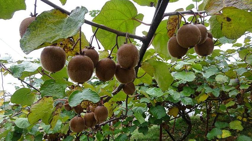 İran kivisi Trabzon'u vurdu: Fiyatlar dibi gördü! Hasada başlayan üretici şikayetçi