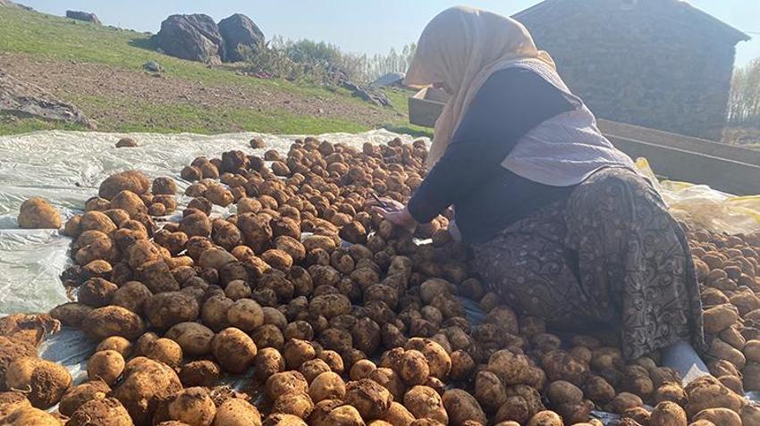 Patnos'ta asırlık taktik: Toprağa gömüyorlar, kış boyunca bozulmuyor