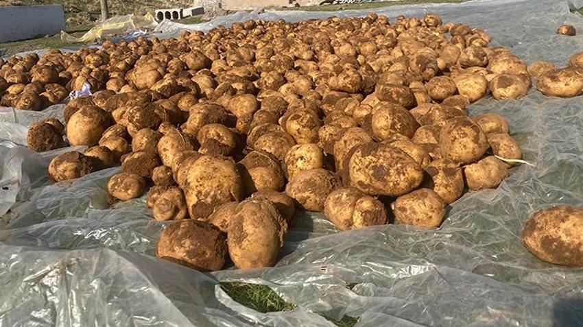Patnos'ta asırlık taktik: Toprağa gömüyorlar, kış boyunca bozulmuyor