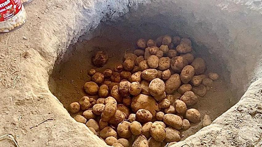 Patnos'ta asırlık taktik: Toprağa gömüyorlar, kış boyunca bozulmuyor