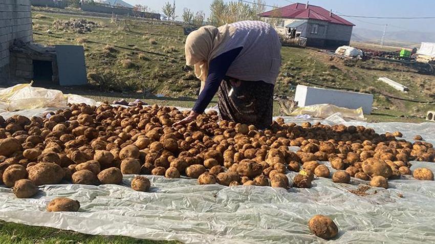 Patnos'ta asırlık taktik: Toprağa gömüyorlar, kış boyunca bozulmuyor