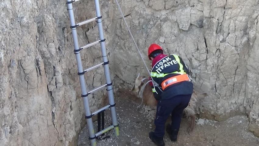 Uşak'ta 4 metrelik çukura düşen keçiyi itfaiye kurtardı!