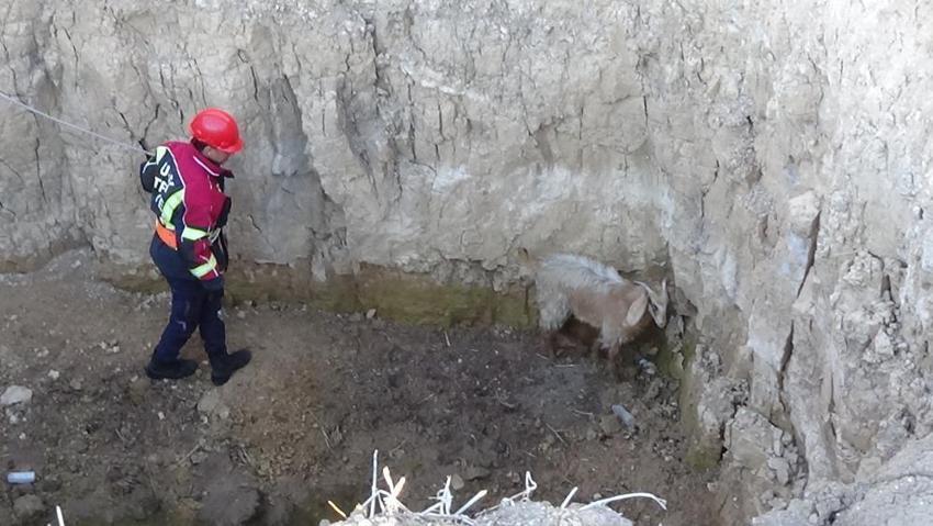 Uşak'ta 4 metrelik çukura düşen keçiyi itfaiye kurtardı!