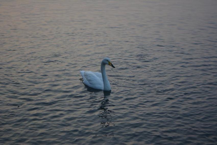 Paşa Limanı'nın simgesi küçük kuğu oldu! Gören şaşırıyor