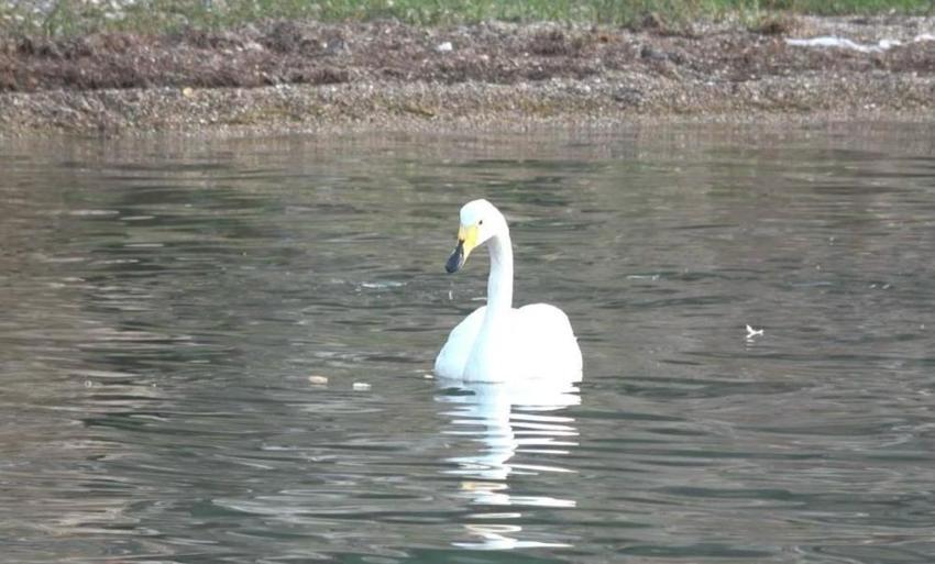 Paşa Limanı'nın simgesi küçük kuğu oldu! Gören şaşırıyor