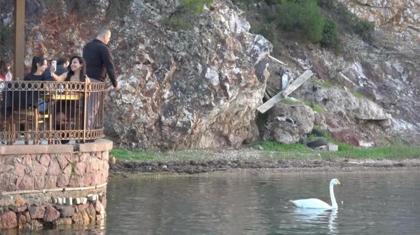 Paşa Limanı'nın simgesi küçük kuğu oldu! Gören şaşırıyor