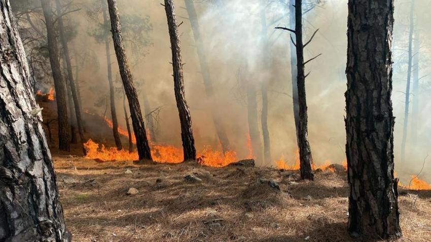 Muğla'da orman yangını! Ekipler müdahale ediyor