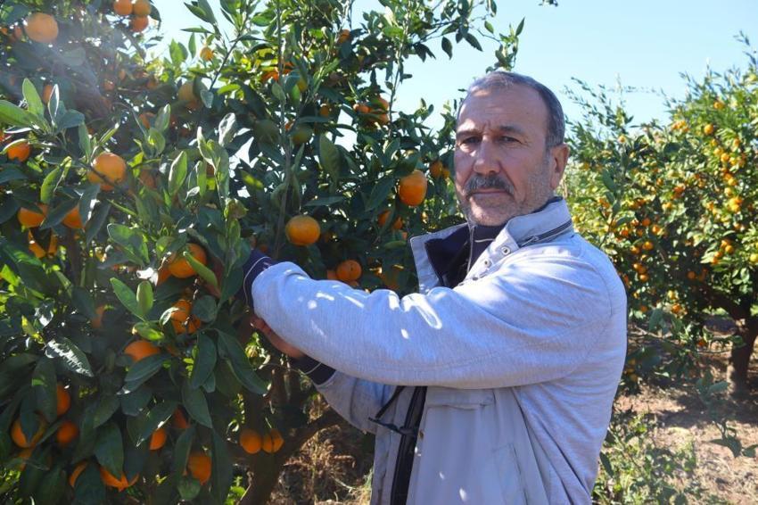 İzmir Seferihisar'da hasat başladı! Toptan fiyatı 15 lira pazarda 50 TL