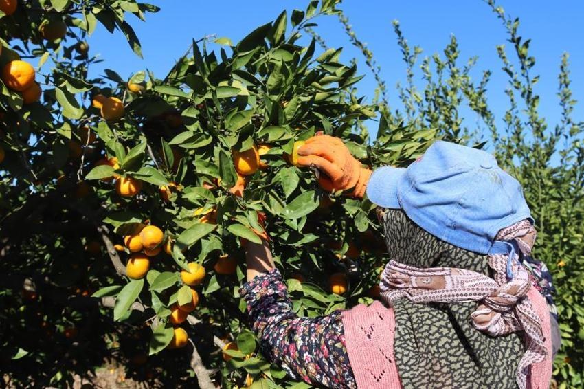 İzmir Seferihisar'da hasat başladı! Toptan fiyatı 15 lira pazarda 50 TL