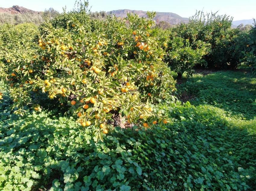 İzmir Seferihisar'da hasat başladı! Toptan fiyatı 15 lira pazarda 50 TL
