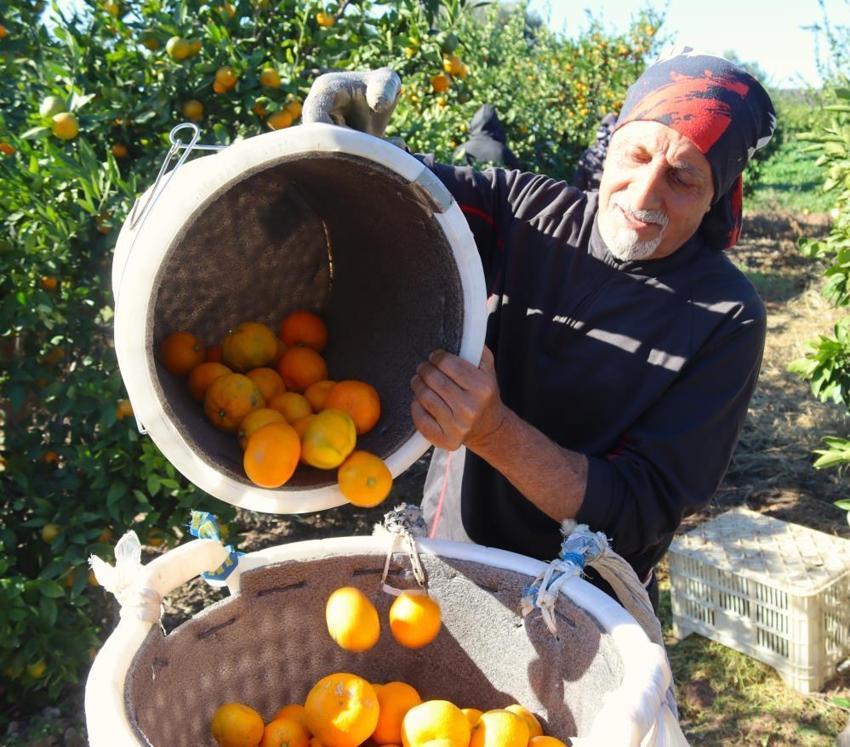 İzmir Seferihisar'da hasat başladı! Toptan fiyatı 15 lira pazarda 50 TL