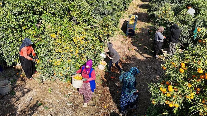 Adana'da yevmiye grevi narenciyeyi vurdu! Ürün ağaçta kaldı, fiyatlar dibi gördü