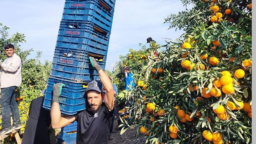 Adana'da yevmiye grevi narenciyeyi vurdu! Ürün ağaçta kaldı, fiyatlar dibi gördü