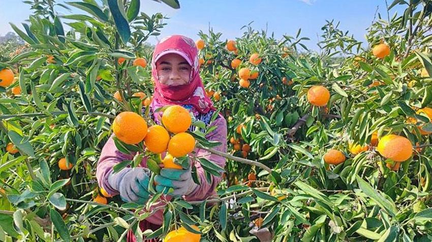 Adana'da yevmiye grevi narenciyeyi vurdu! Ürün ağaçta kaldı, fiyatlar dibi gördü