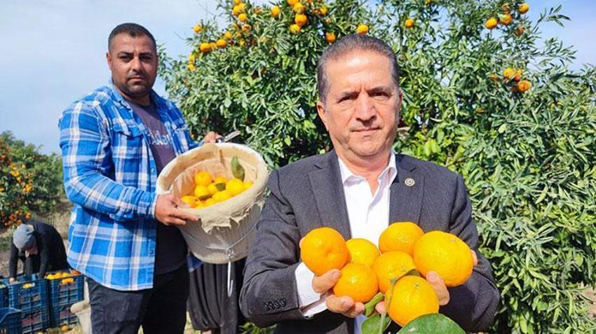 Adana'da yevmiye grevi narenciyeyi vurdu! Ürün ağaçta kaldı, fiyatlar dibi gördü