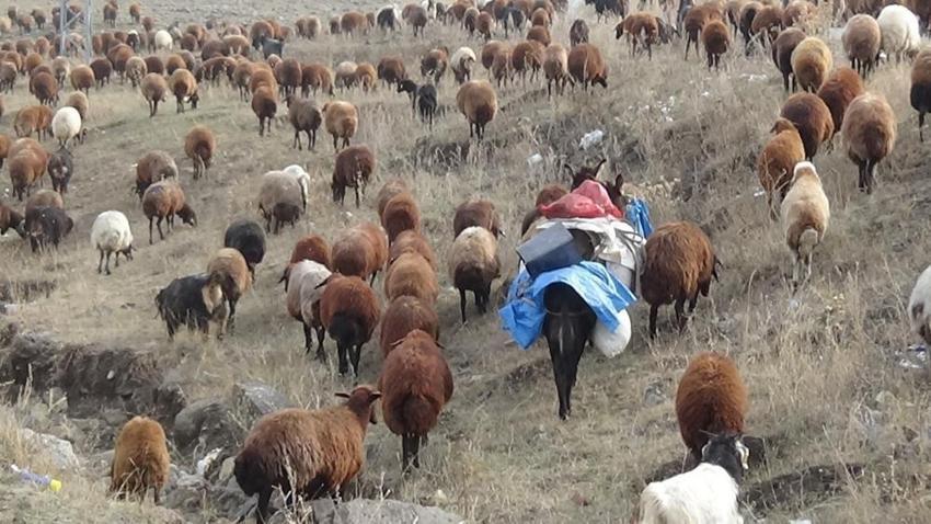 Kars'ta göçerler göçe başladı! 3 bin rakımda zorlu dönüş