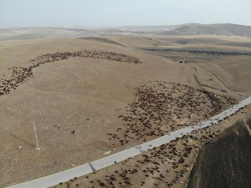 Kars'ta göçerler göçe başladı! 3 bin rakımda zorlu dönüş