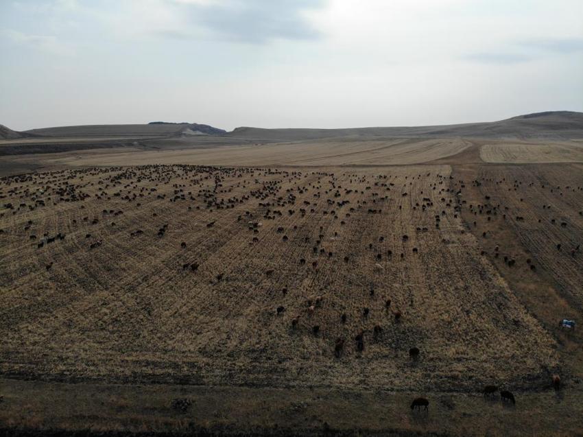 Van'da sonbahar bir başka! Kartpostallık görüntüler oluştu