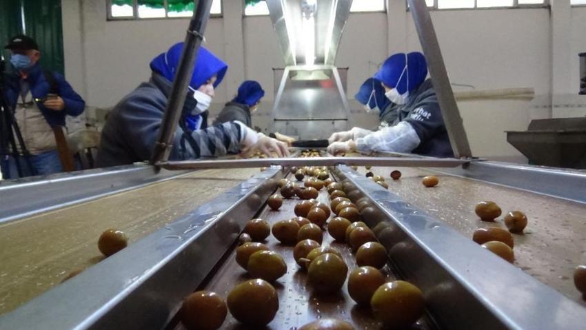 Balıkesir'de zeytinyağı ve yeşil çizik zeytin için coğrafi işaret başvurusu başladı