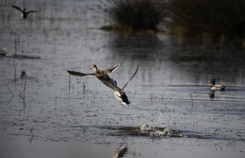 Samsun'da Kuş Cenneti'ne sonbahar geldi! Gören büyüleniyor