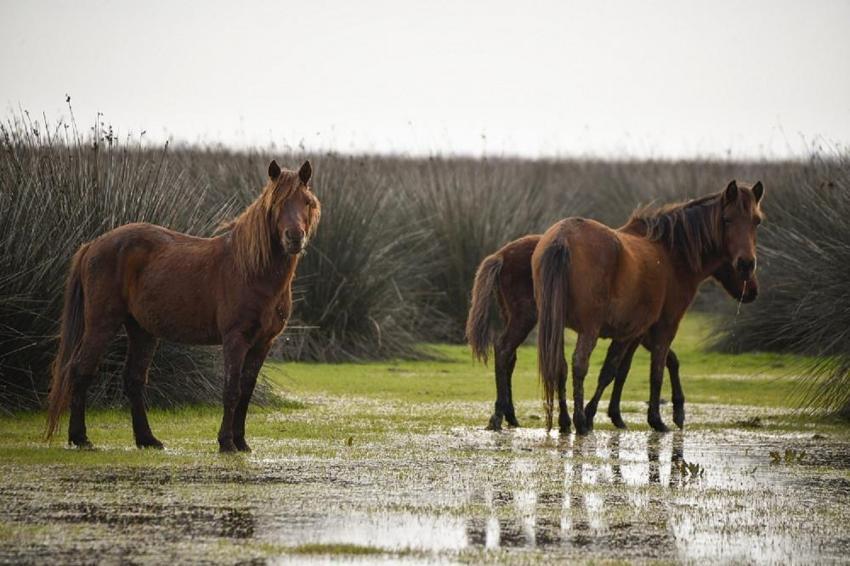 Samsun'da Kuş Cenneti'ne sonbahar geldi! Gören büyüleniyor