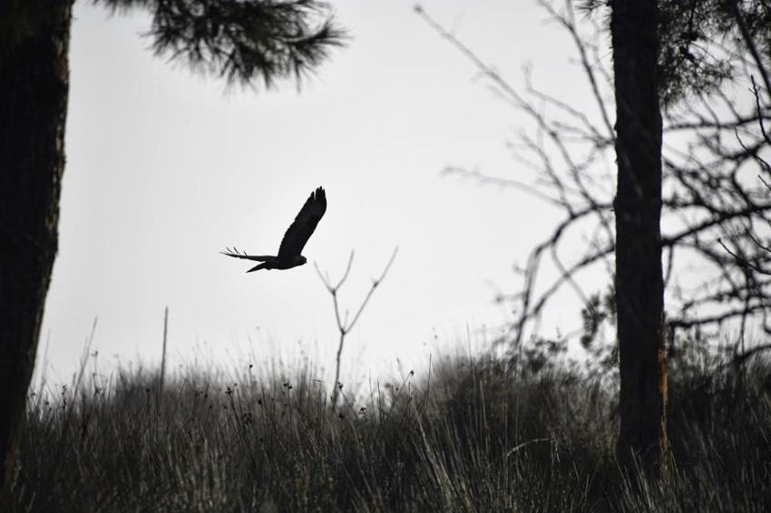 Samsun'da Kuş Cenneti'ne sonbahar geldi! Gören büyüleniyor