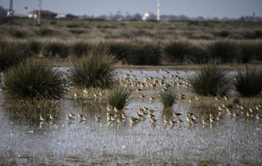 Samsun'da Kuş Cenneti'ne sonbahar geldi! Gören büyüleniyor