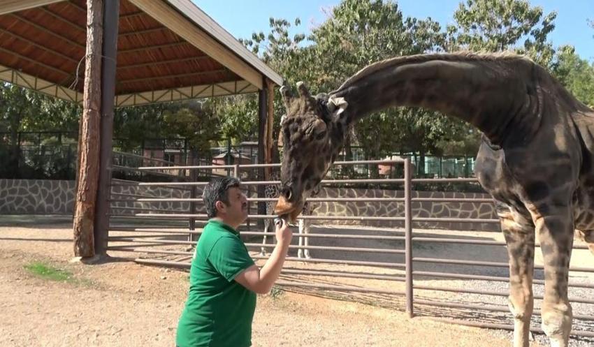 Gaziantep'te zürafa ile bakıcısının dostluğu şaşırtıyor