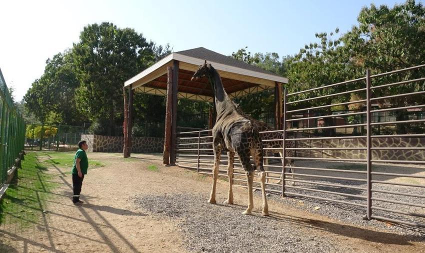 Gaziantep'te zürafa ile bakıcısının dostluğu şaşırtıyor