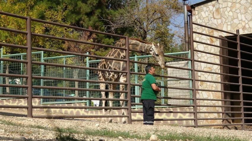 Gaziantep'te zürafa ile bakıcısının dostluğu şaşırtıyor