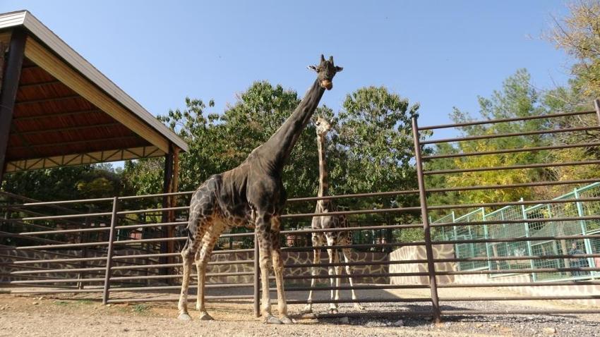 Gaziantep'te zürafa ile bakıcısının dostluğu şaşırtıyor