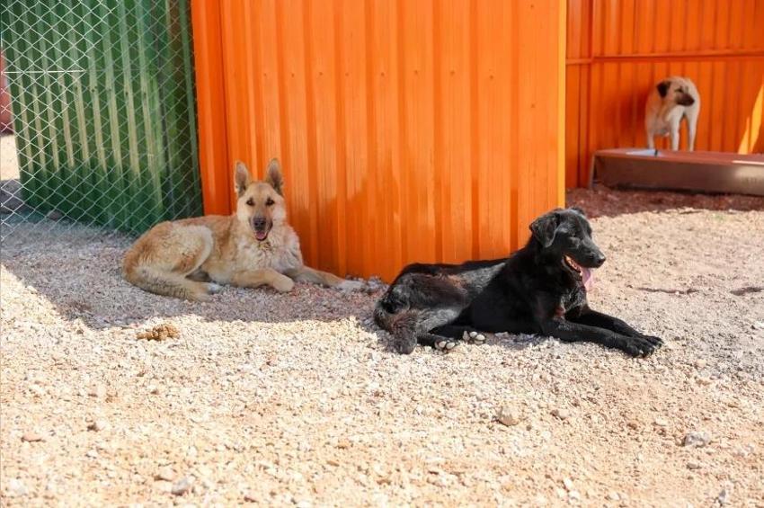 Eskişehir’de sokak hayvanları için yeni düzenleme!