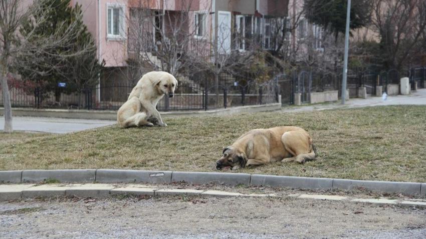 Eskişehir’de sokak hayvanları için yeni düzenleme!
