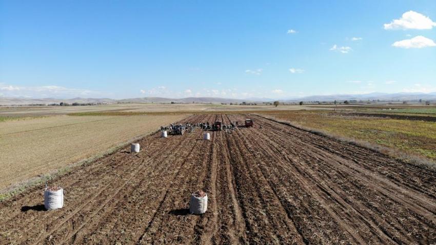 Bayburt'ta patates hasadını İranlılar yapıyor! Kilosu 12 TL'ye gidiyor