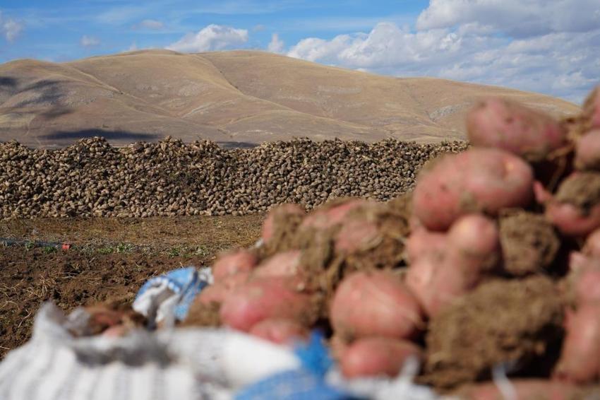 Bayburt'ta patates hasadını İranlılar yapıyor! Kilosu 12 TL'ye gidiyor