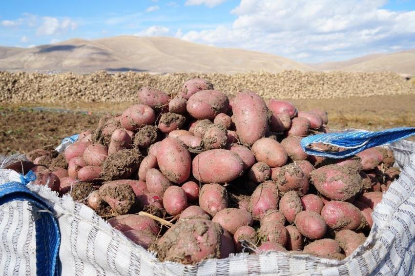 Bayburt'ta patates hasadını İranlılar yapıyor! Kilosu 12 TL'ye gidiyor