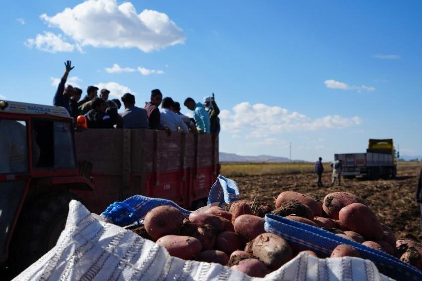 Bayburt'ta patates hasadını İranlılar yapıyor! Kilosu 12 TL'ye gidiyor