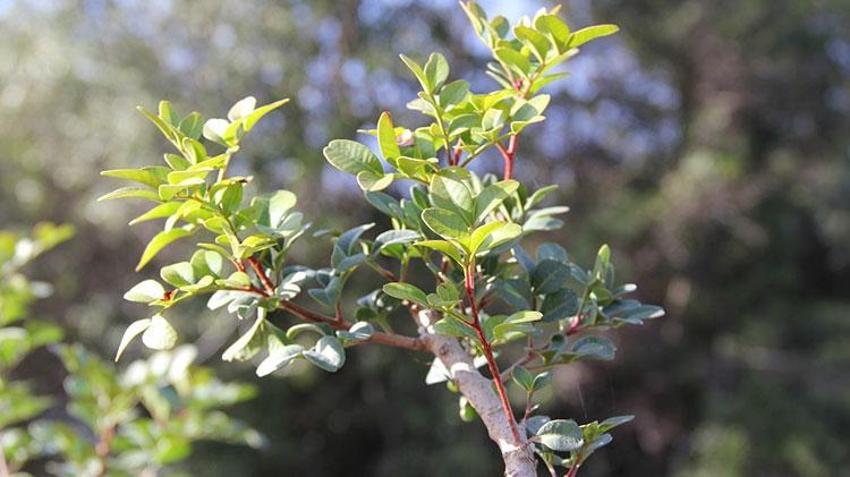 Muğla'da yerli üretim hamlesi! Tamamen ücretsiz olarak dağıtıldı
