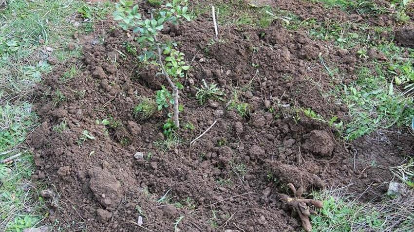 Muğla'da yerli üretim hamlesi! Tamamen ücretsiz olarak dağıtıldı