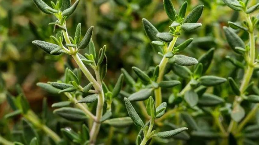 Dağlarda kendiliğinden yetişiyor! Dedesinden öğrendiği tarifle özel hazırlıyor! Talep patladı, siparişe göre üretiyor