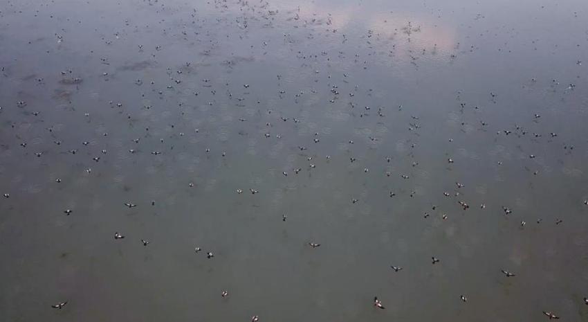 Burdur da kuraklığa yenik düştü! Yüzlerce kuş türüne ev sahipliği yapıyordu