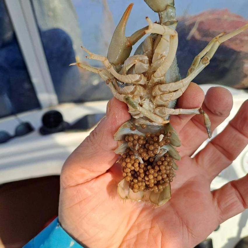 Isparta'da Kerevit yasağı başladı! 15 Haziran'a kadar sürecek