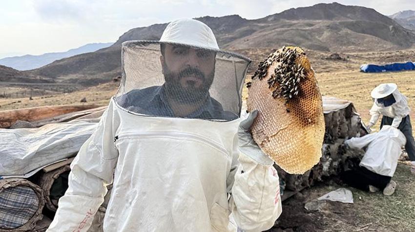 Osmanlı saray lezzeti olarak biliniyor! Yılın son hasadı başladı, rekolte her yıl artıyor!