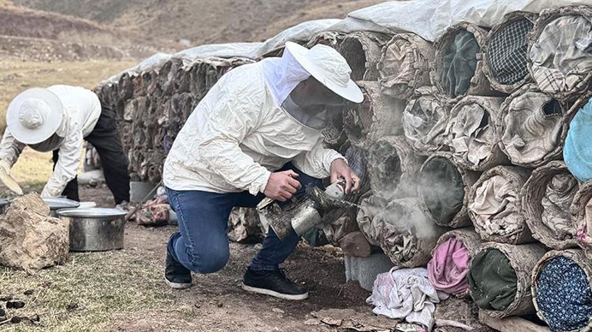 Osmanlı saray lezzeti olarak biliniyor! Yılın son hasadı başladı, rekolte her yıl artıyor!