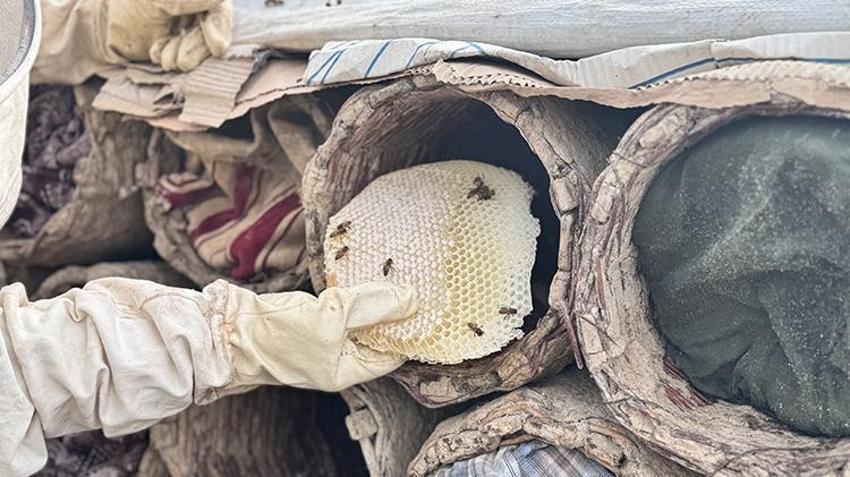 Osmanlı saray lezzeti olarak biliniyor! Yılın son hasadı başladı, rekolte her yıl artıyor!