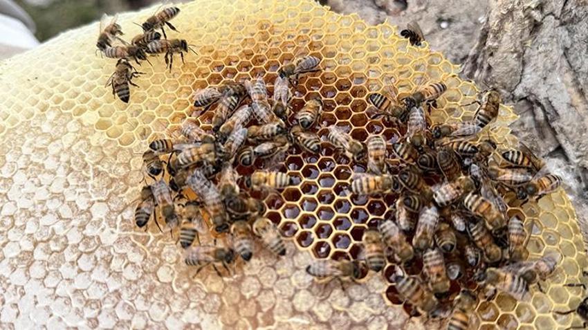 Osmanlı saray lezzeti olarak biliniyor! Yılın son hasadı başladı, rekolte her yıl artıyor!