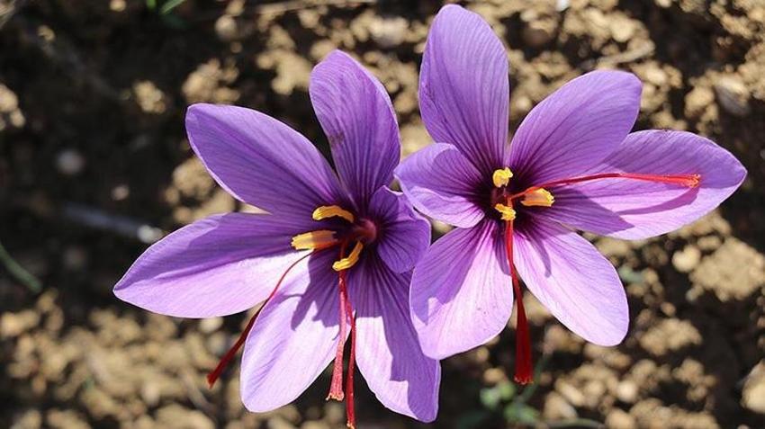 Ispartalı çiftçi servet kazanacak! Elma bitti, kırmızı altın üretimine başladılar