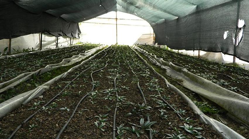 Ispartalı çiftçi servet kazanacak! Elma bitti, kırmızı altın üretimine başladılar