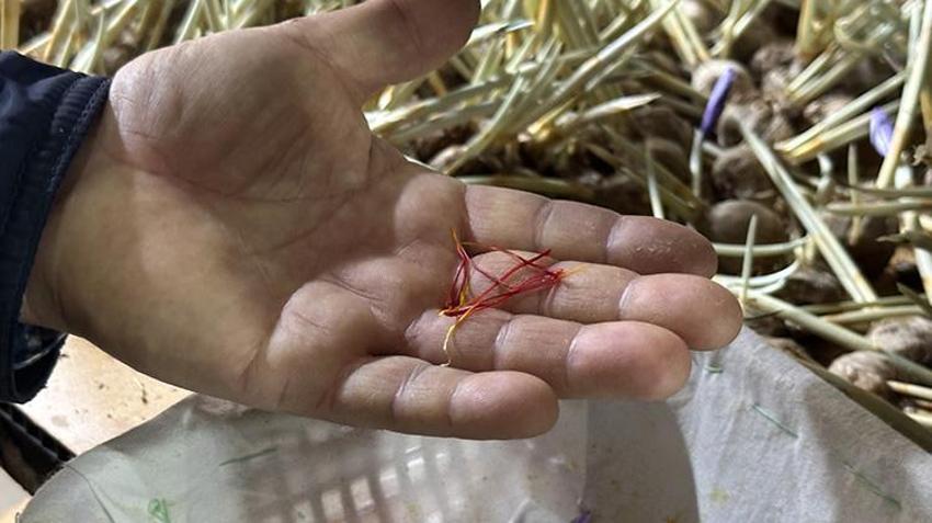 Ispartalı çiftçi servet kazanacak! Elma bitti, kırmızı altın üretimine başladılar